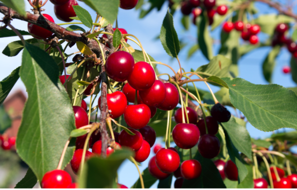 Cherries